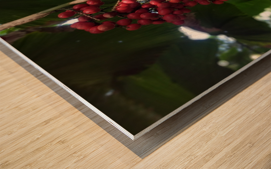 Flowers in Hilo Wood print