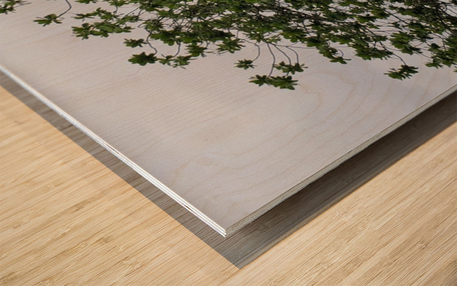Hilo Bay Tree Wood print