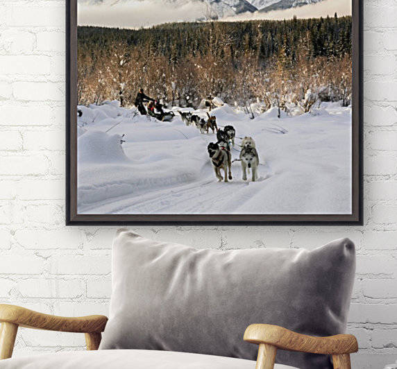 Sled Dog in Golden by Gui Barret