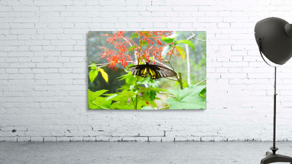 The Butterfly Wall Preview