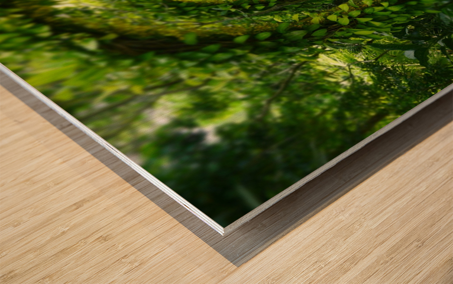 Green Arch Wood print