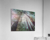 Look Up  Acrylic Print