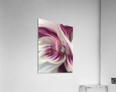 Orchid Abstraction 05.22 Acrylic Print