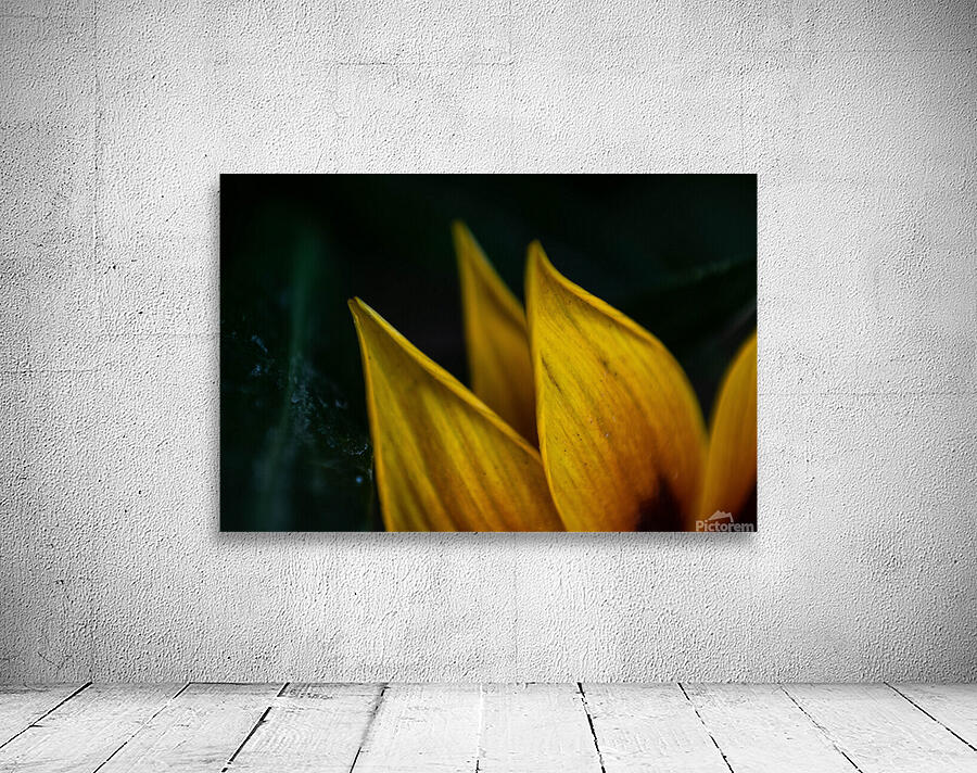 Sun flower macro shot Wall Preview