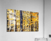 Autumn Trails Acrylic Print