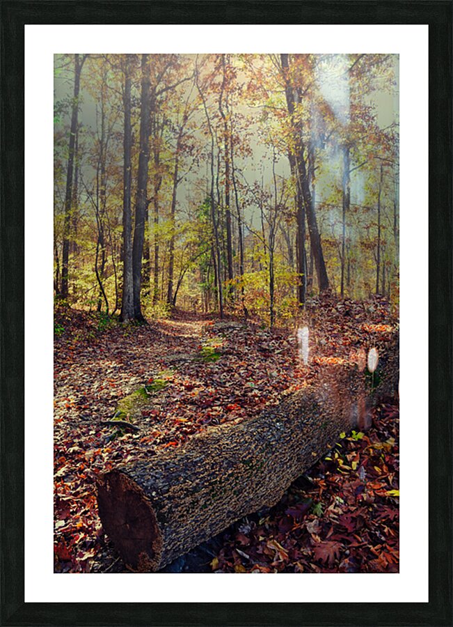 Autumn Passage Picture Frame print
