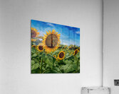 Sunflower Acrylic Print