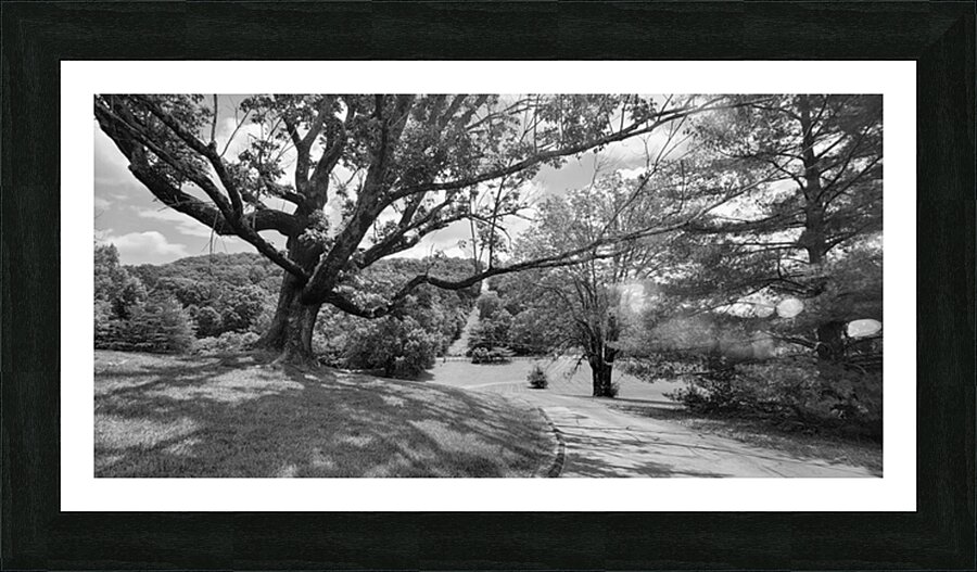 Overarching Oak Picture Frame print