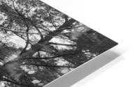 Overarching Oak HD Metal print