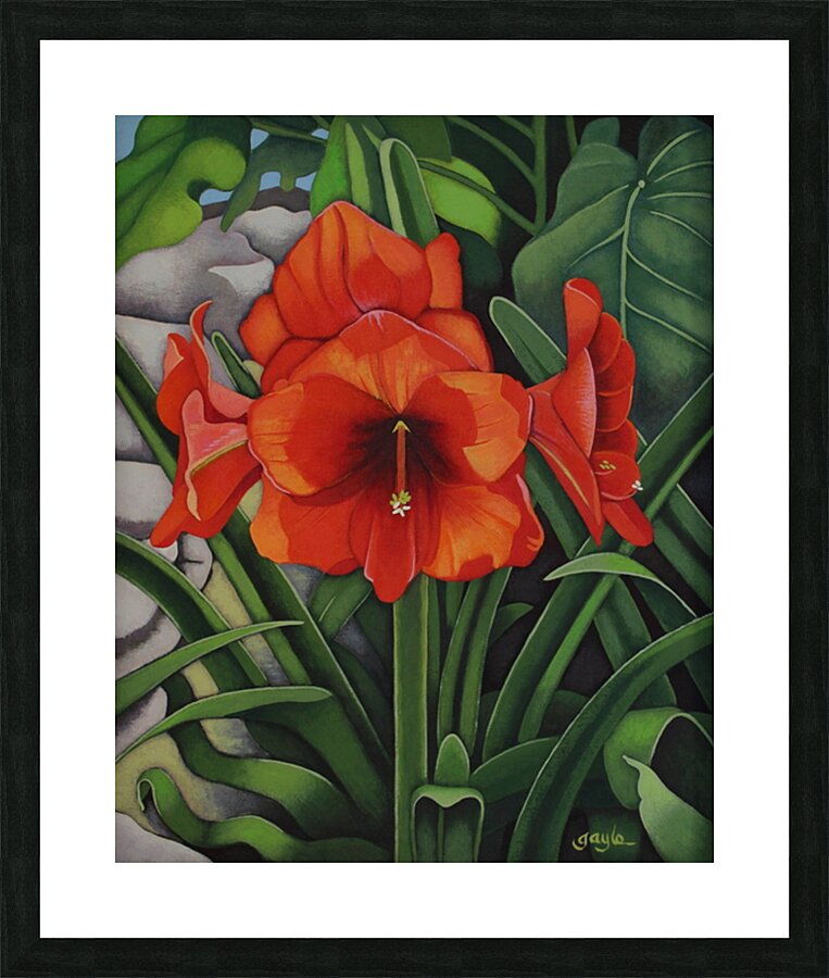 Amaryllis Picture Frame print