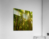 Bamboo Forrest Acrylic Print