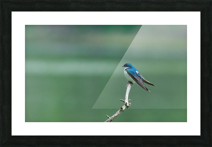 Barn swallow Picture Frame print