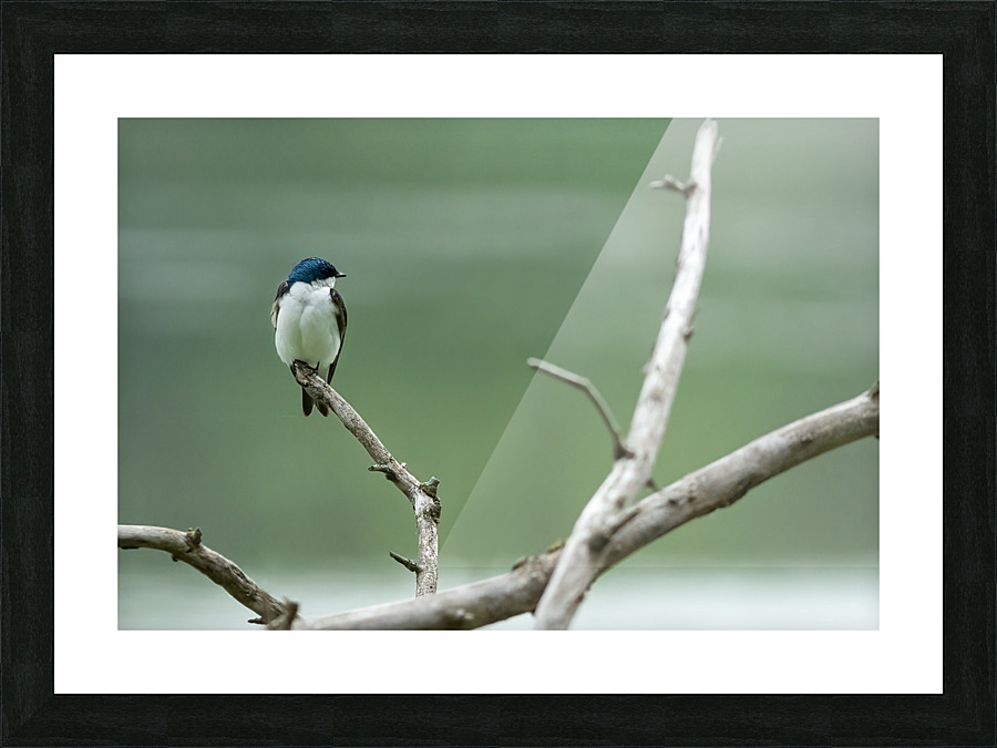 Barn Swallow Picture Frame print
