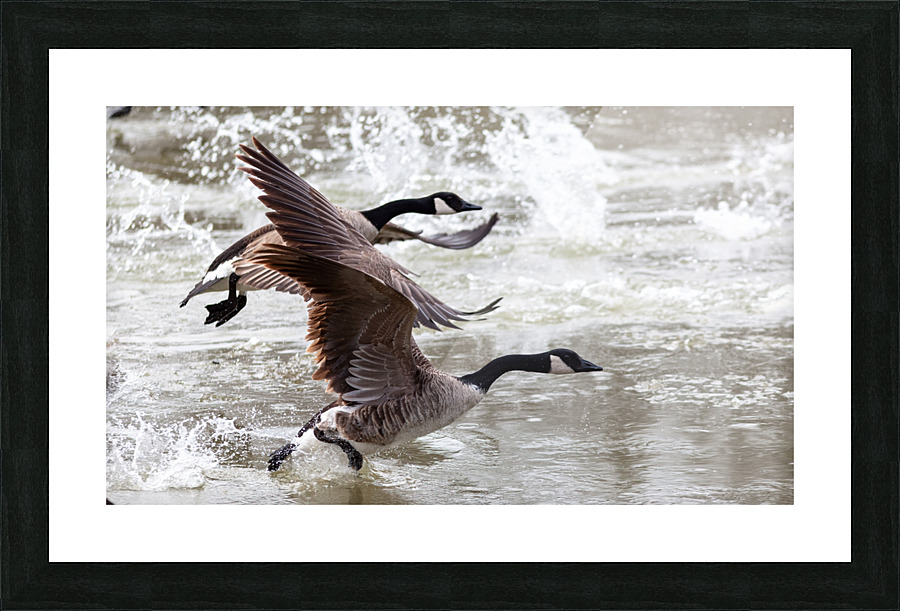 Canada Geese  Picture Frame print