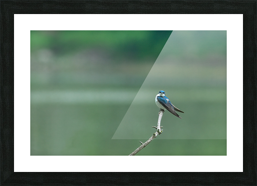 Barn Swallow Picture Frame print