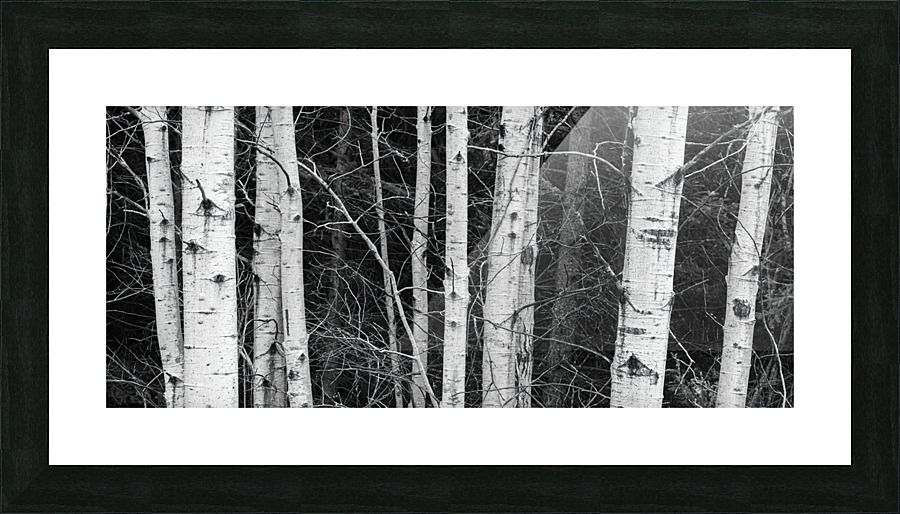 birch Trees Picture Frame print