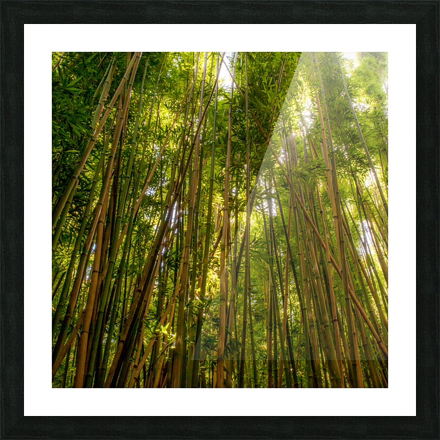 Bamboo Forrest Picture Frame print