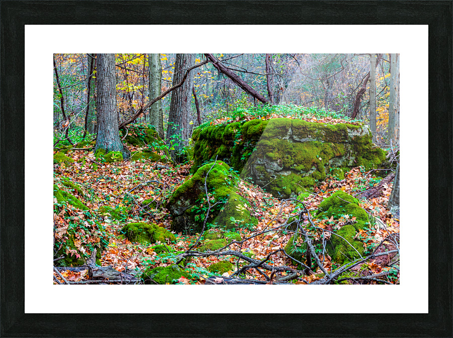 A Walk in the Woods Picture Frame print
