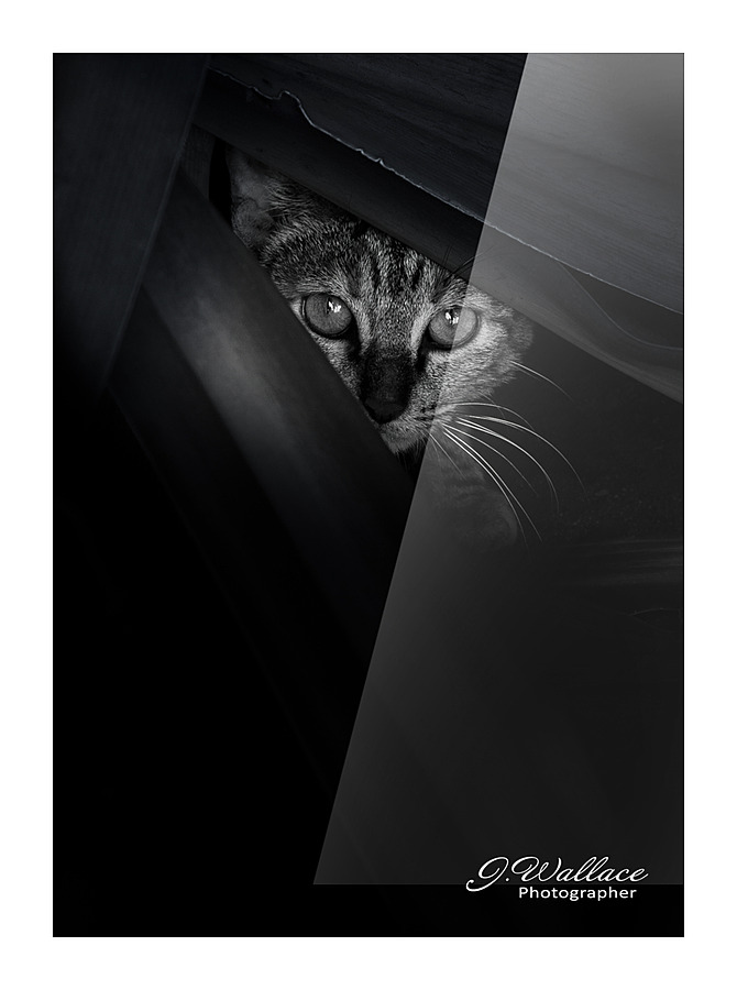 KC Picture Frame print