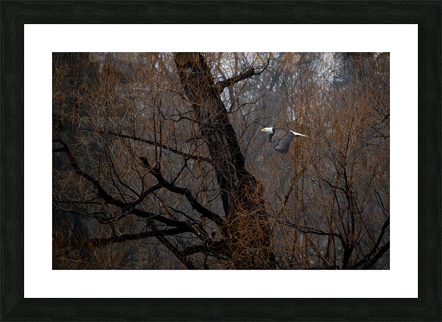Eagle fly by Picture Frame print