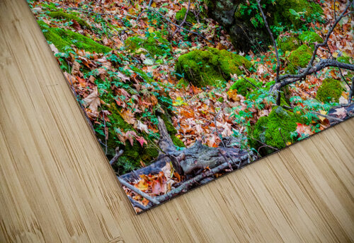 A Walk in the Woods JOHN WALLACE puzzle