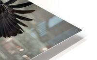 Eagle and fish HD Metal print