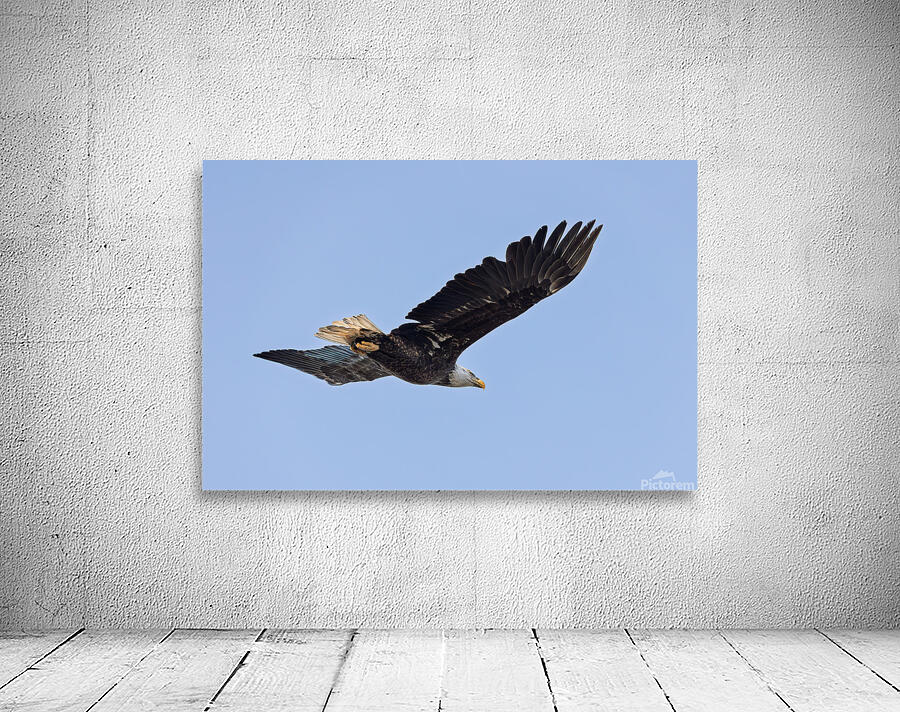 The Eagle has landed  Wall Preview