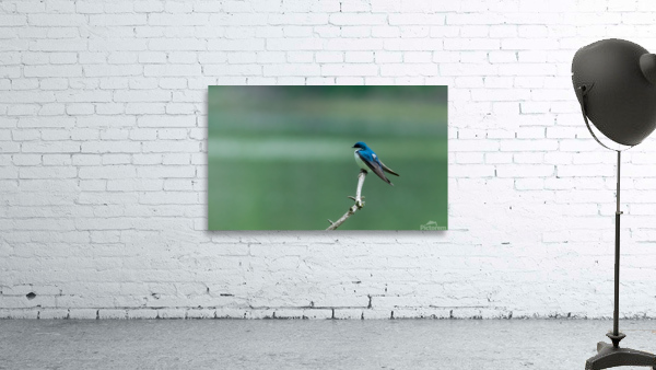Barn swallow Wall Preview