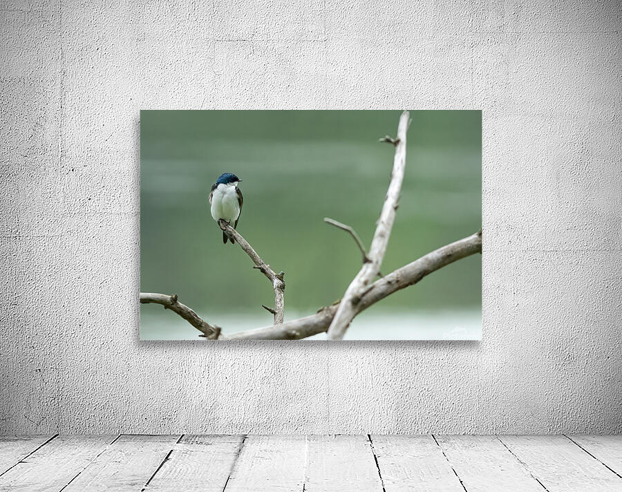 Barn Swallow Wall Preview