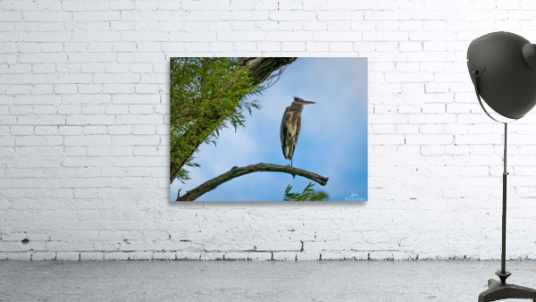 Blue Heron Wall Preview