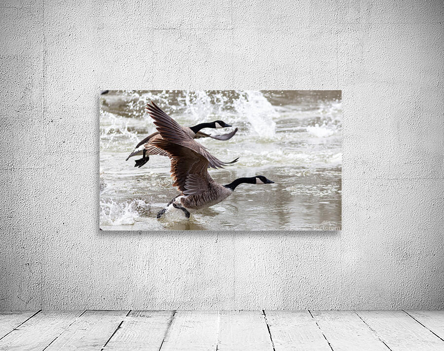 Canada Geese  Wall Preview