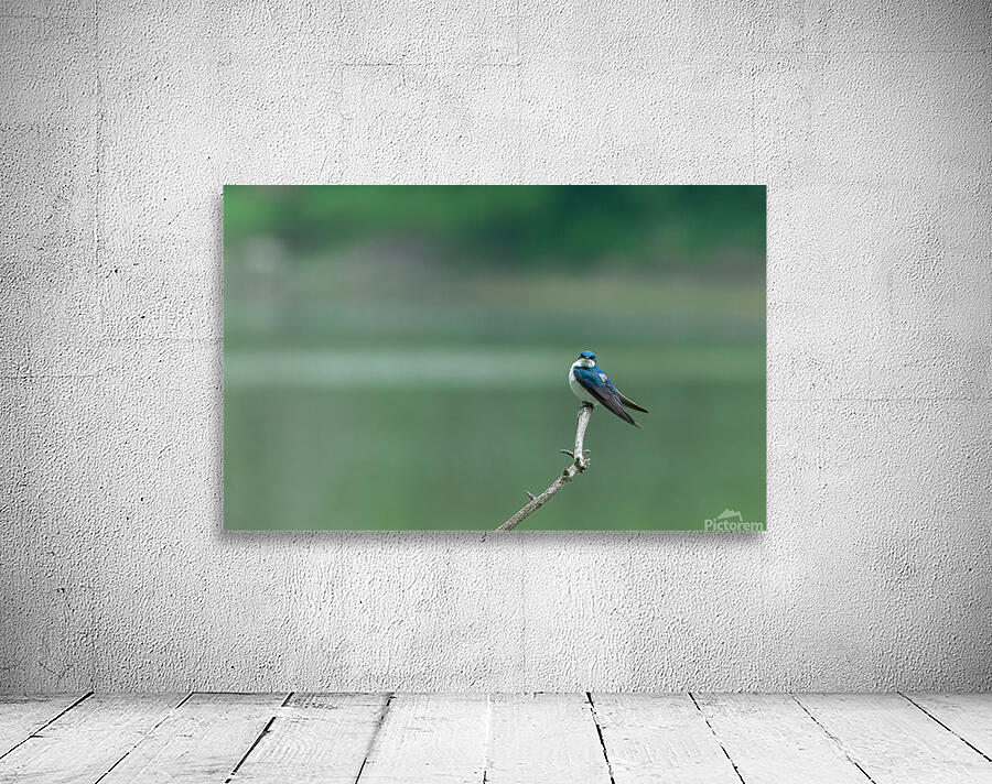Barn Swallow Wall Preview