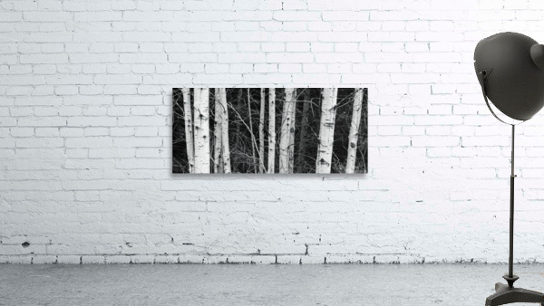 birch Trees Wall Preview