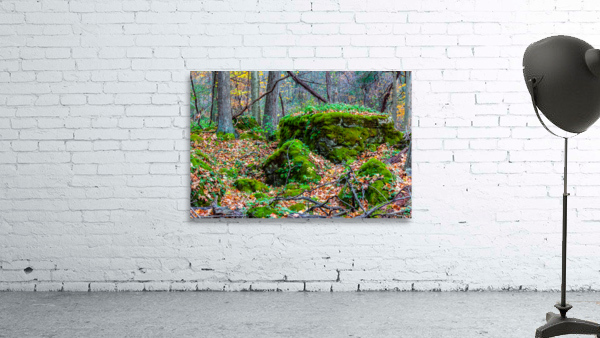 A Walk in the Woods Wall Preview