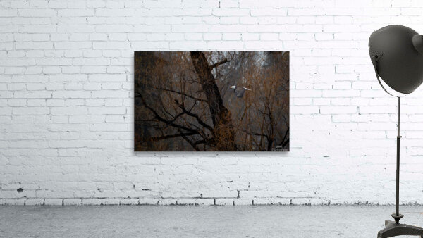 Eagle fly by Wall Preview