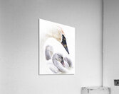 Nid douillet Acrylic Print
