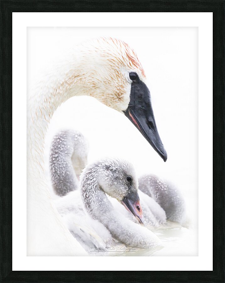 Nid douillet Picture Frame print