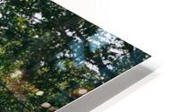SF1A6940 HD Metal print