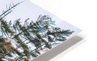4J3A2546 HD Metal print