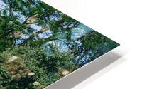 SF1A0764 HD Metal print