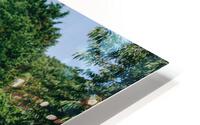 SF1A0873 HD Metal print