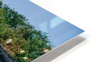 SF1A0998 HD Metal print