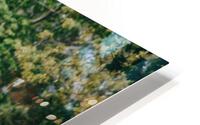 SF1A9475 HD Metal print