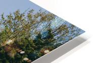 SF1A9377 HD Metal print