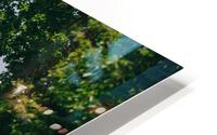 SF1A9485 HD Metal print