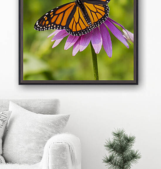 Monarch On Purple Coneflower by David C  Hintz