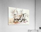 Galapagos Tortoise Acrylic Print