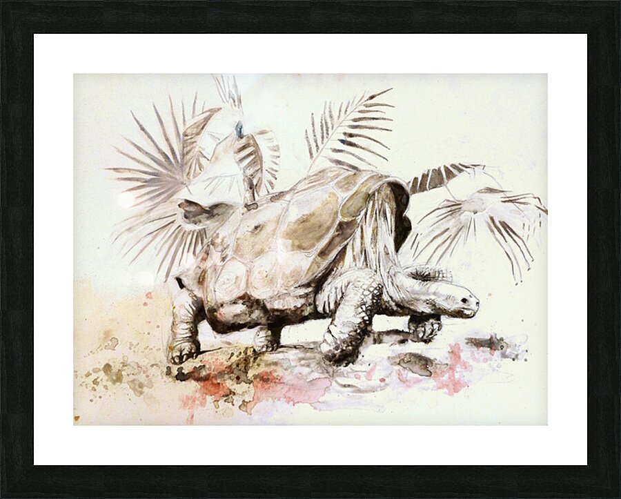 Galapagos Tortoise Picture Frame print