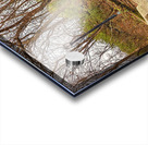 Encumbered Acrylic print