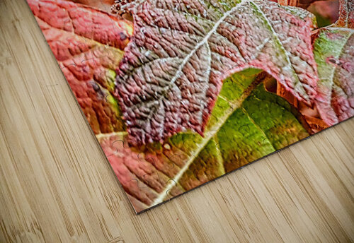 Foliar Joe Gucciardi puzzle